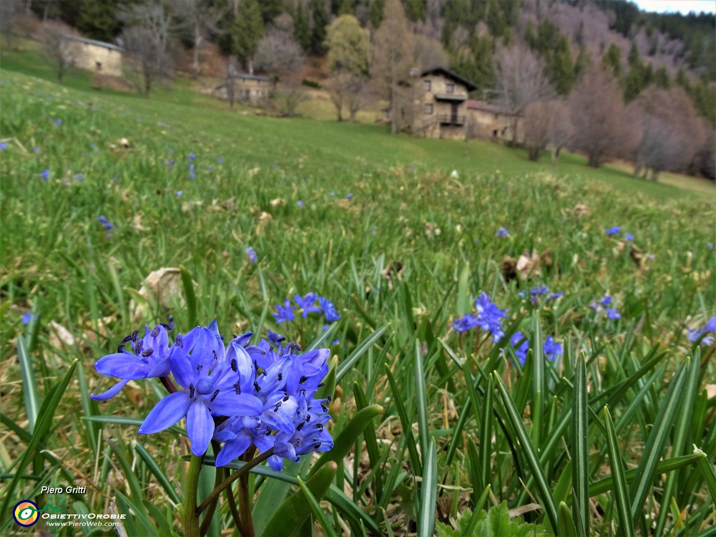 37 Scilla bifolia (Scilla silvestre) ai prati della Pigolotta di Valtorta .JPG